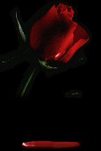 une belle rose